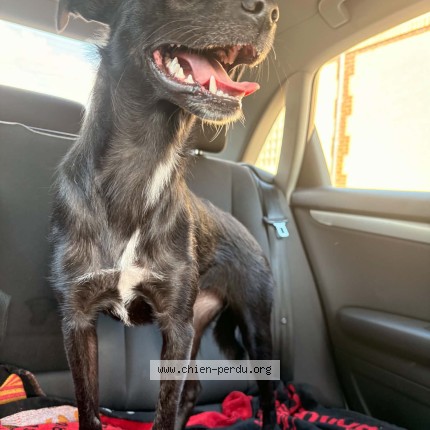 Foto di cane ritrovato a St Lye