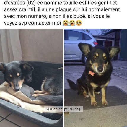 Foto di cane ritrovato a Estrees