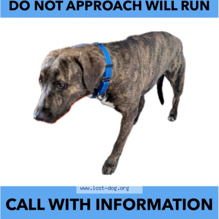 Picture of dog lost at Beaverton