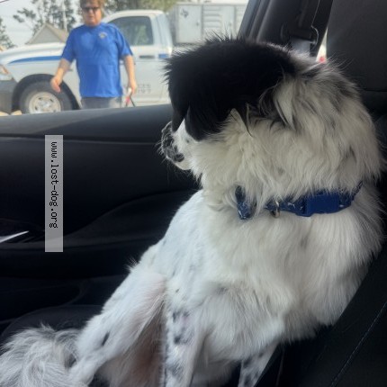 Photo 1/1 Found dog Found in Rogers