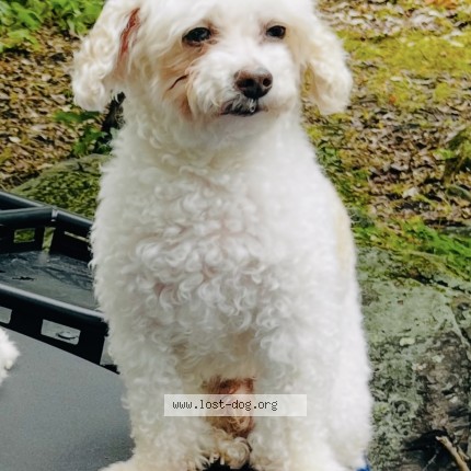 Photo 1/1 kobe Dog lost in North York