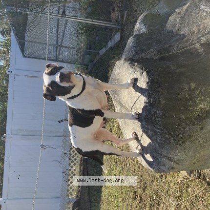 Picture of dog lost at Saint Augustine