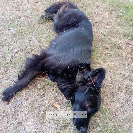 Foto di cane ritrovato a Montevideo