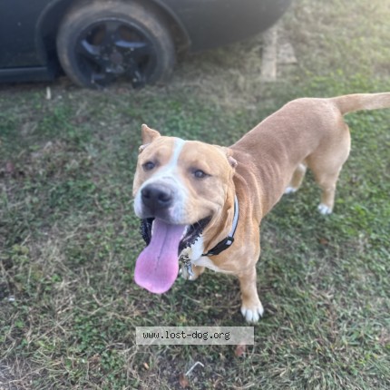 Photo 1/1 biggie Dog lost in Salisbury