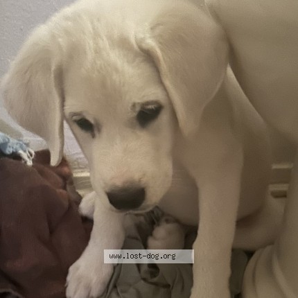Photo 1/1 Found dog Found in Fort Worth