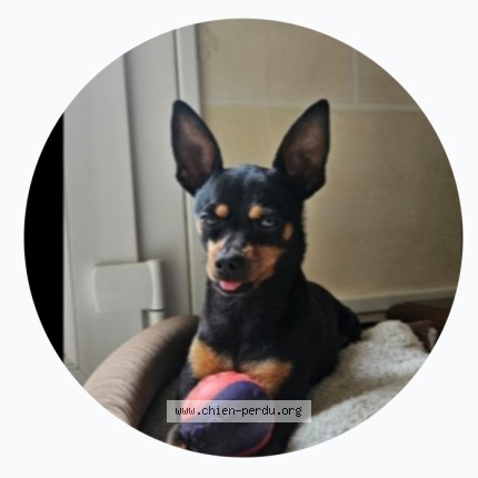 Foto di cane ritrovato a Ormes