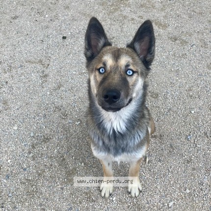 Foto di cane ritrovato a Jonquiere