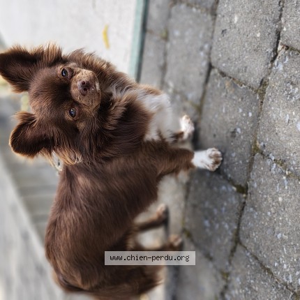 Foto van vermiste hond in Anderlecht