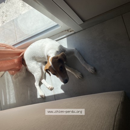 Foto di cane ritrovato a Villiers Vineux