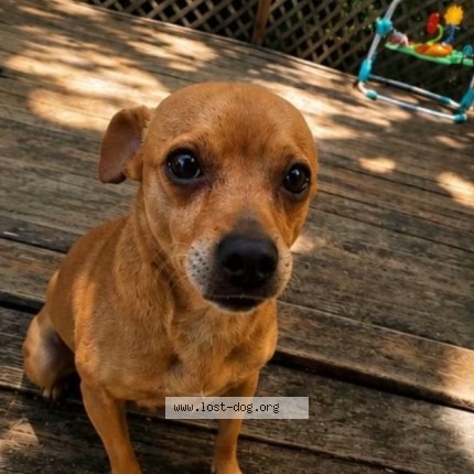 Photo 1/1 benji Dog lost in Arlington