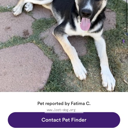 Photo 1/1 spooky Dog lost in Phoenix