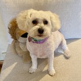 Pippa
