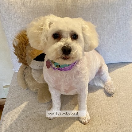 Picture of dog lost at Schaumburh