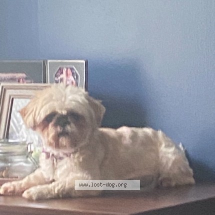 Picture of dog lost at Rushville