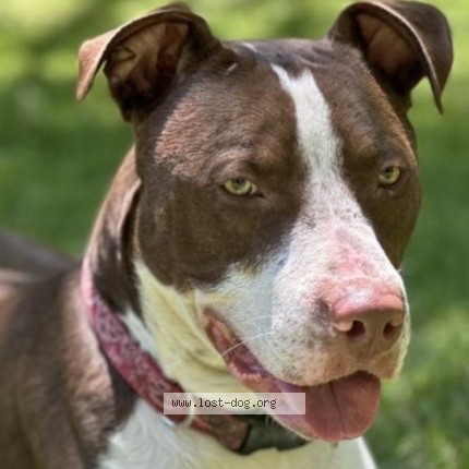 Photo 1/3 Nino Dog lost in Gainesville