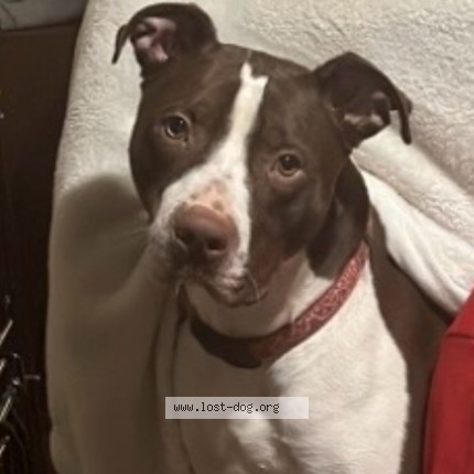Photo 2/3 Nino Dog lost in Gainesville