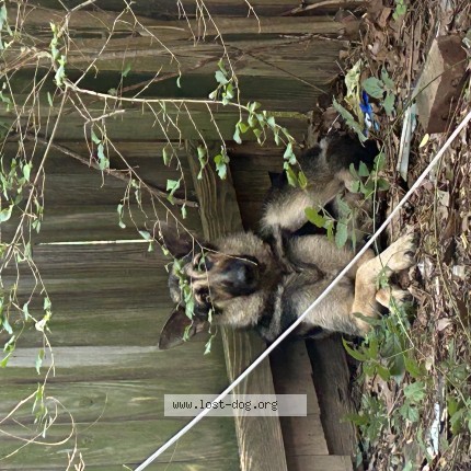 Photo 1/1 Found dog Found in Memphis