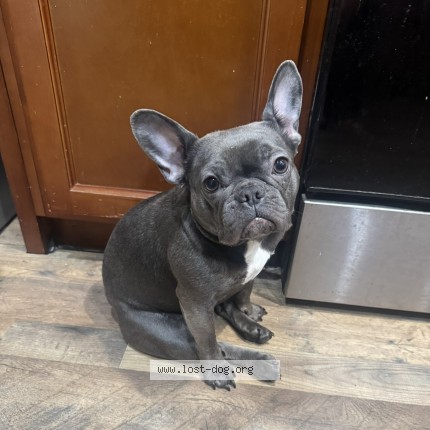 Photo 1/1 Luna Dog lost in Sacramento