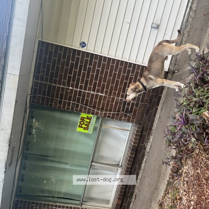 Photo 1/1 Orio Dog lost in Lafayette