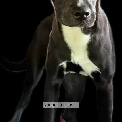 Photo 1/1 waco Dog lost in Chicago