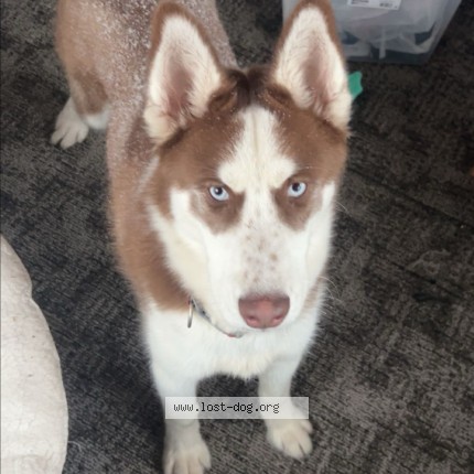 Picture of dog lost at Des Moines