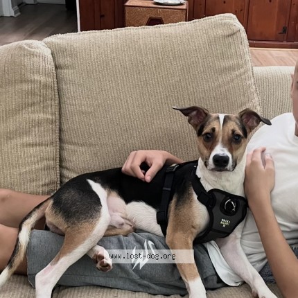 Picture of dog lost at Atlanta