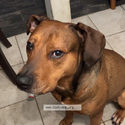 Picture of dog lost at Chicago