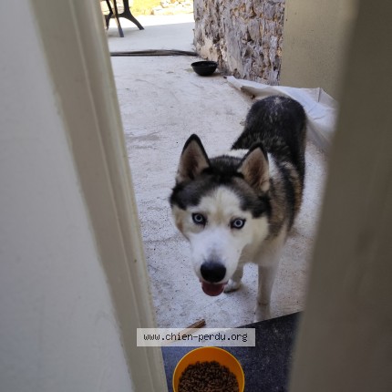 Foto 1/1 Hond gevonden Gevonden in Sprimont