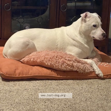 Photo 1/1 Reunited dog Found in Dallas
