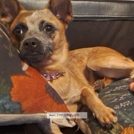 Photo 1/1 Sophie Ann Dog lost in Imperial Beach