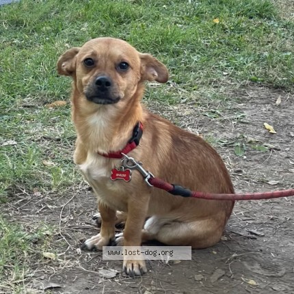 Picture of dog lost at Sacramento