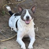 daisy