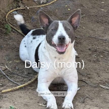 Picture of dog lost at Livingston