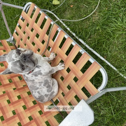 Picture of dog lost at Chicago