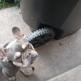 mula