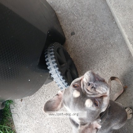 Photo 1/1 mula Dog lost in Chicago