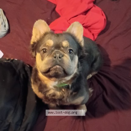 Photo 1/1 Bruno Dog lost in Detroit