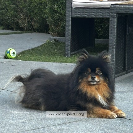Foto 1/1 Hond teruggevonden Vermist in De Panne