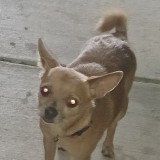 Ziggy