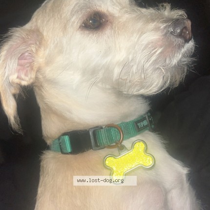Photo 1/1 Skipper Dog lost in North Las Vegas