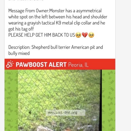 Photo 3/4 monster Dog lost in Peoria
