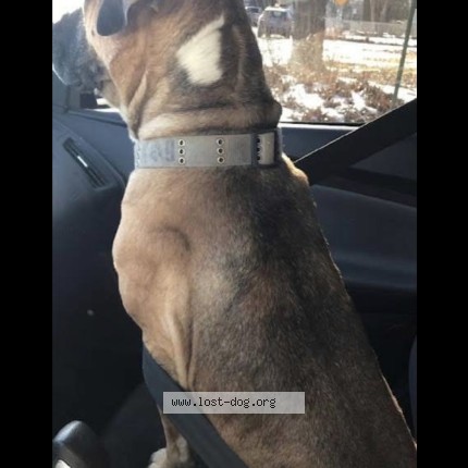 Photo 4/4 monster Dog lost in Peoria