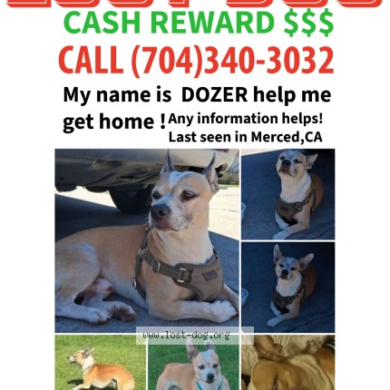 Photo 1/1 Dozer Dog lost in Merced