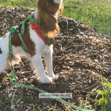 Photo 1/1 Orly Dog lost in St Hubert