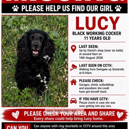 Photo 1/1 Lucy Dog lost in Kent