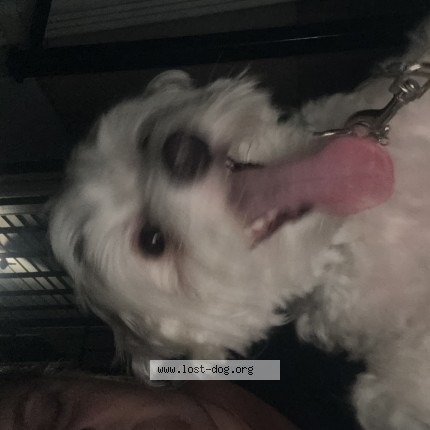 Picture of dog found at Waukegan