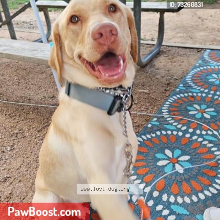 Photo 1/1 Colt Dog lost in Converse