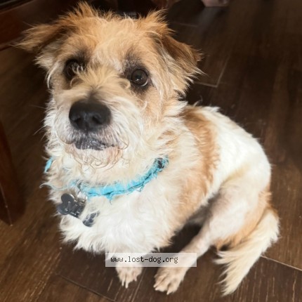 Photo 1/1 Max Dog lost in Mesa