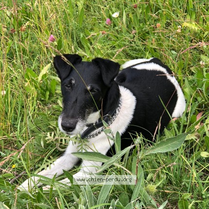 Foto 1/1 Hond teruggevonden Vermist in Nivelles