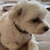 Chloe